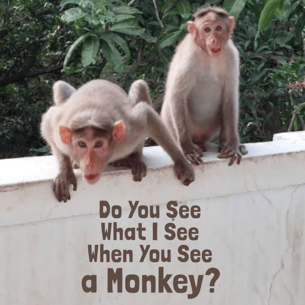 Do You See What I See When You See a Monkey? A Personal Reflection on Aesthetic Bias and Perception in Campus&nbsp;Ecology